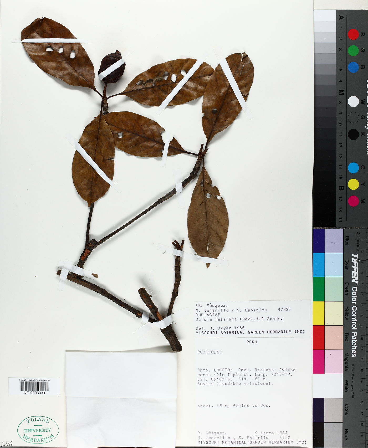 Duroia fusifera image