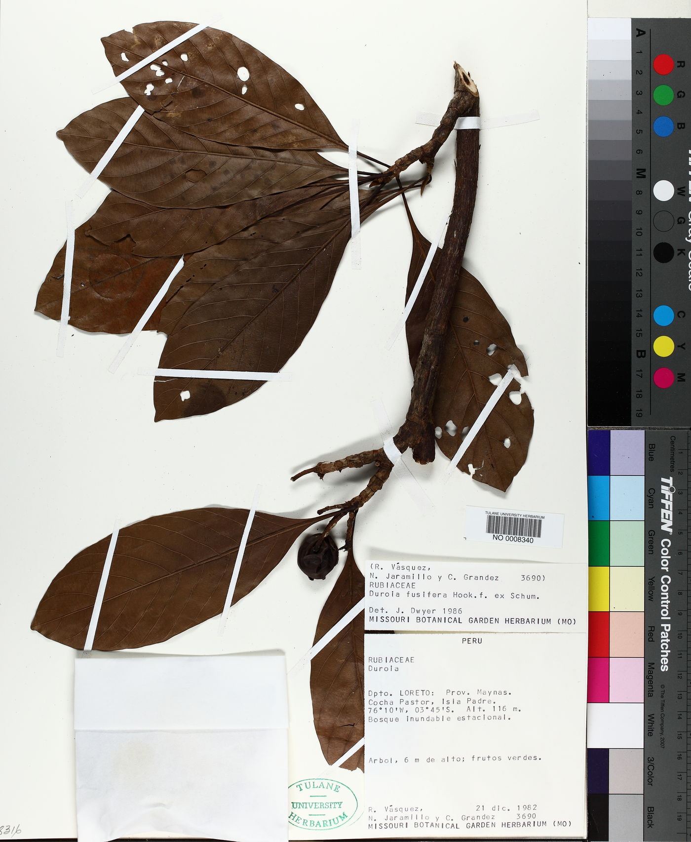 Duroia fusifera image