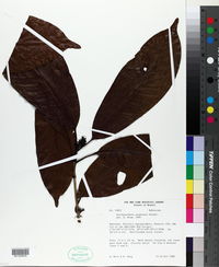Stachyarrhena acuminata image