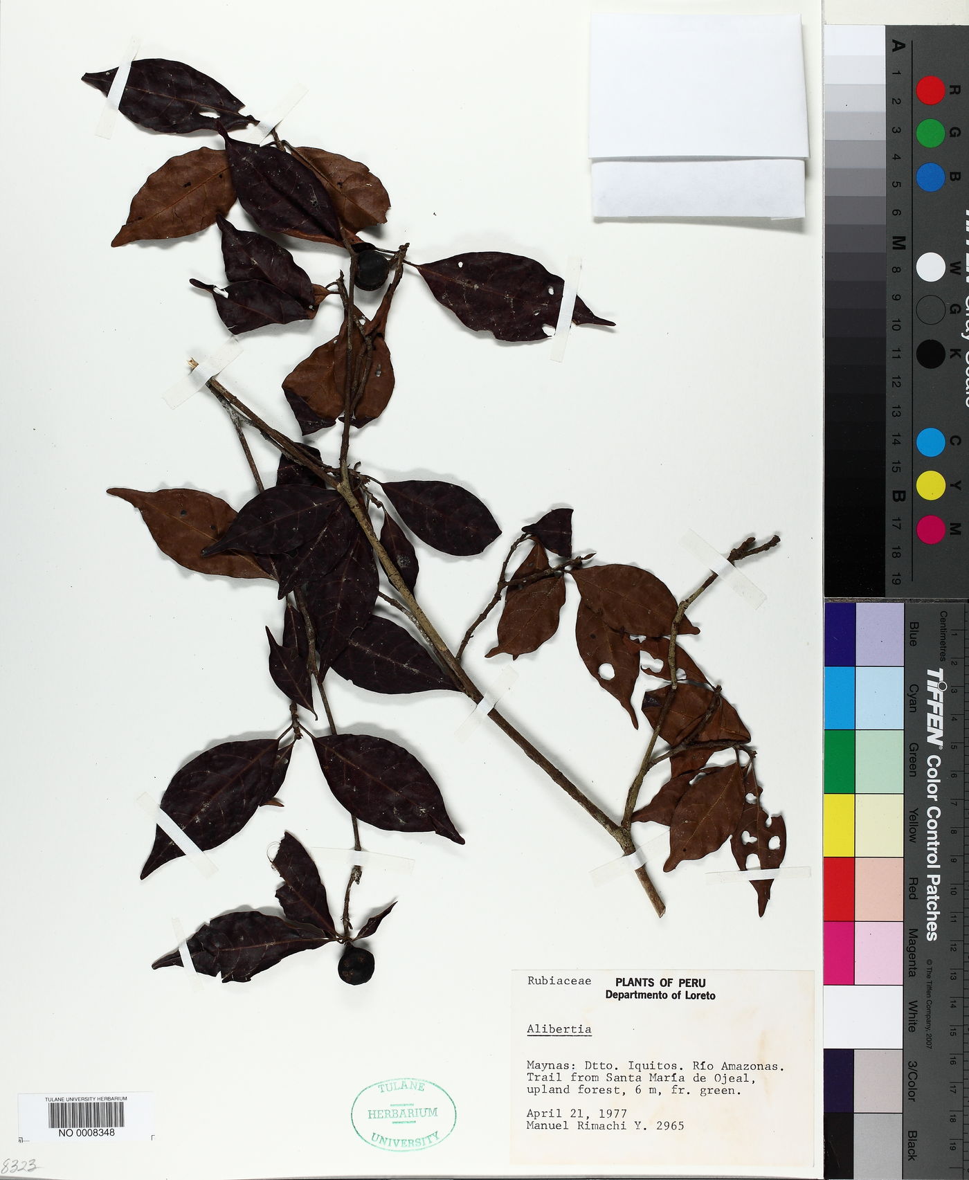 Cordiera triflora image