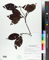 Image of Cordiera myrciifolia
