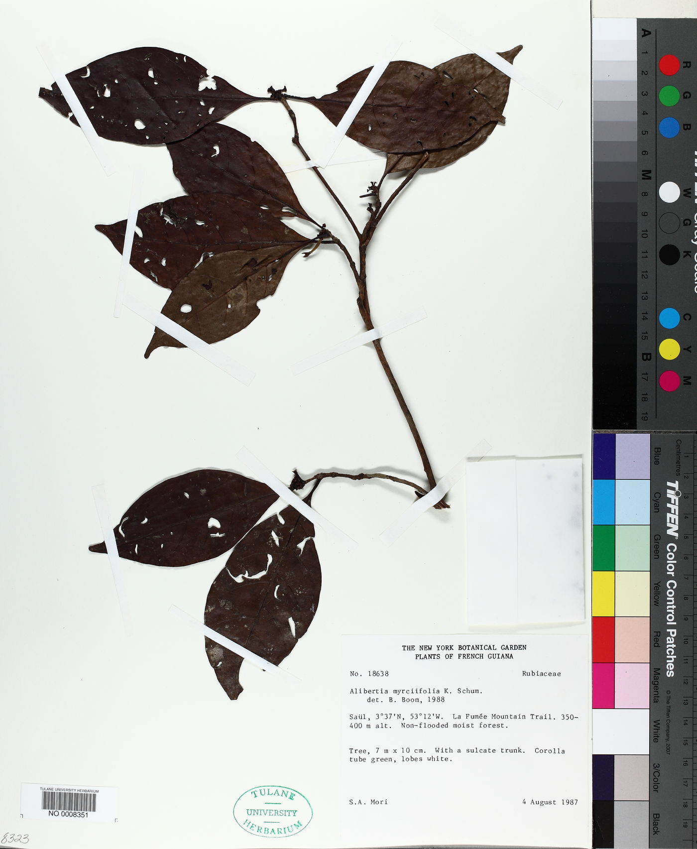 Cordiera myrciifolia image