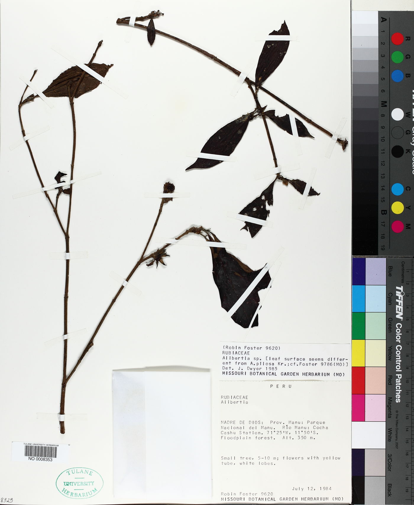 Cordiera triflora image