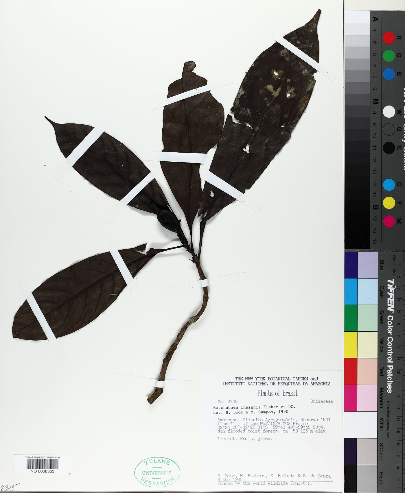 Kutchubaea insignis image
