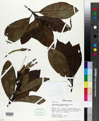 Image of Kutchubaea semisericea