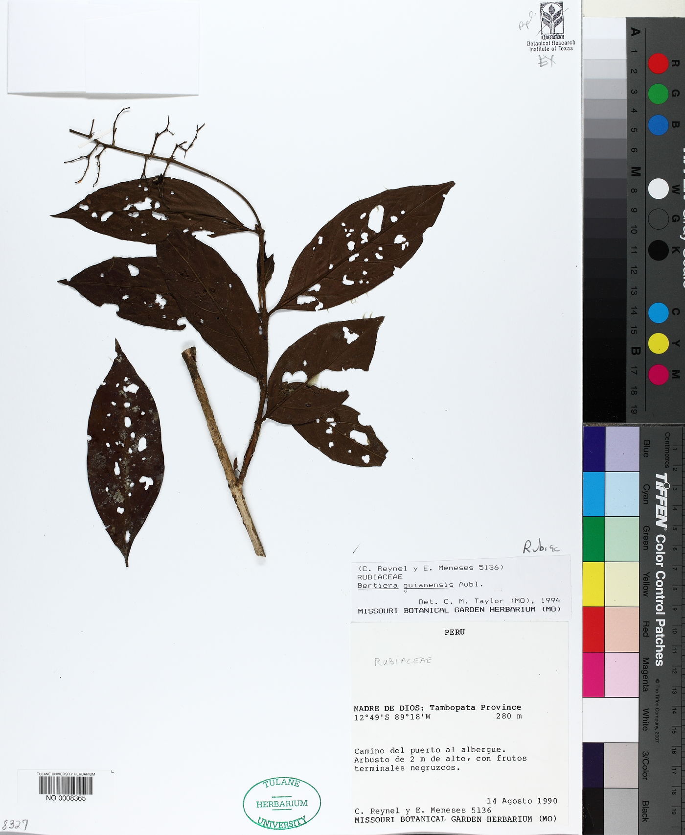 Bertiera guianensis image