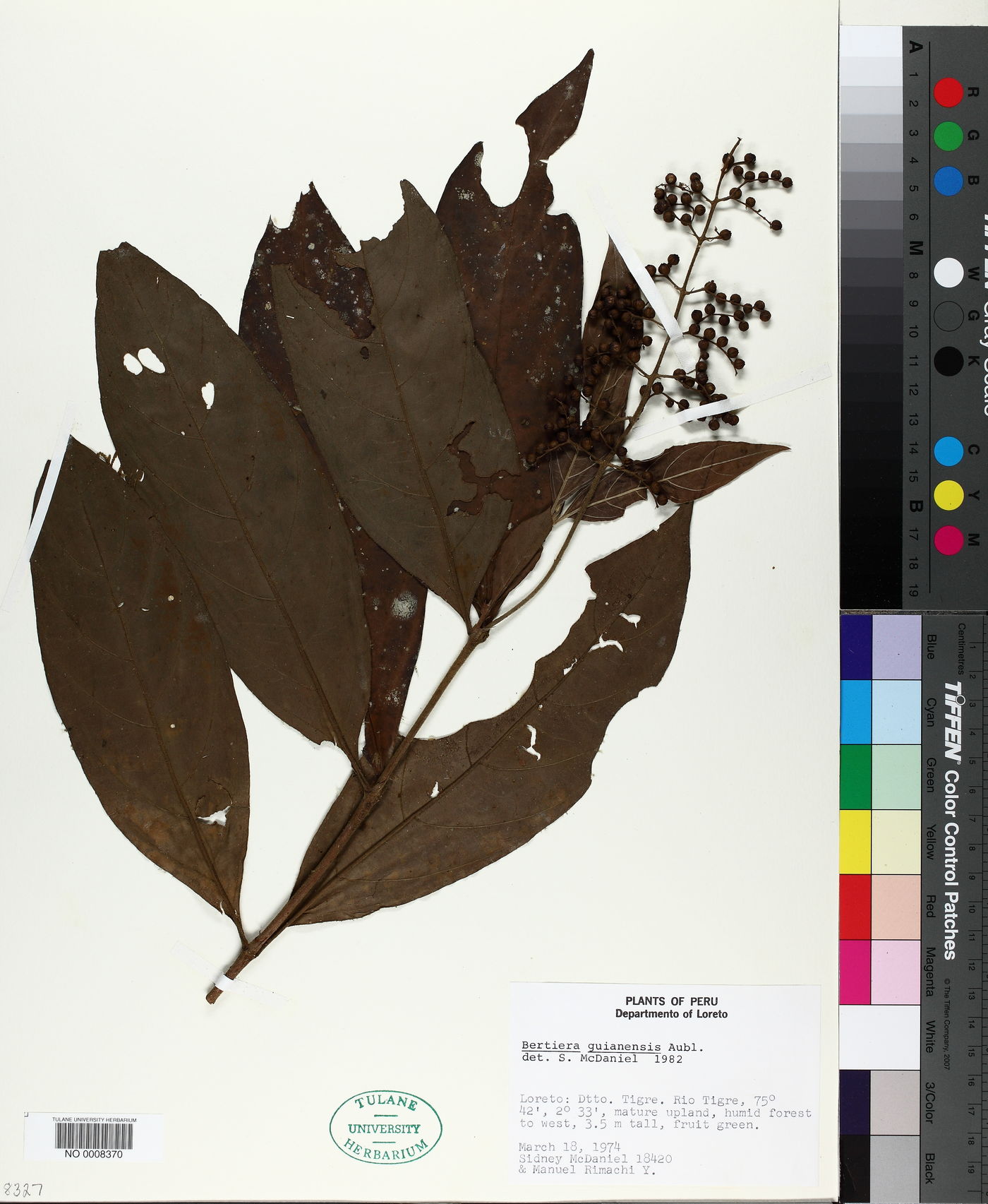 Bertiera guianensis image