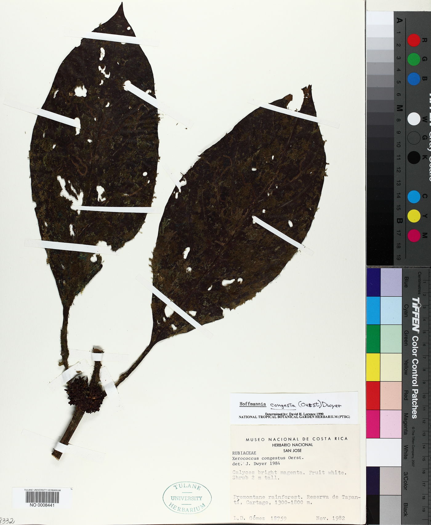 Hoffmannia congesta image