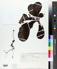 Hoffmannia discolor image