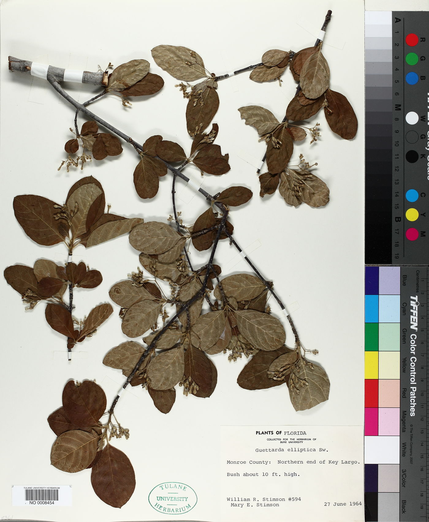 Guettarda elliptica image