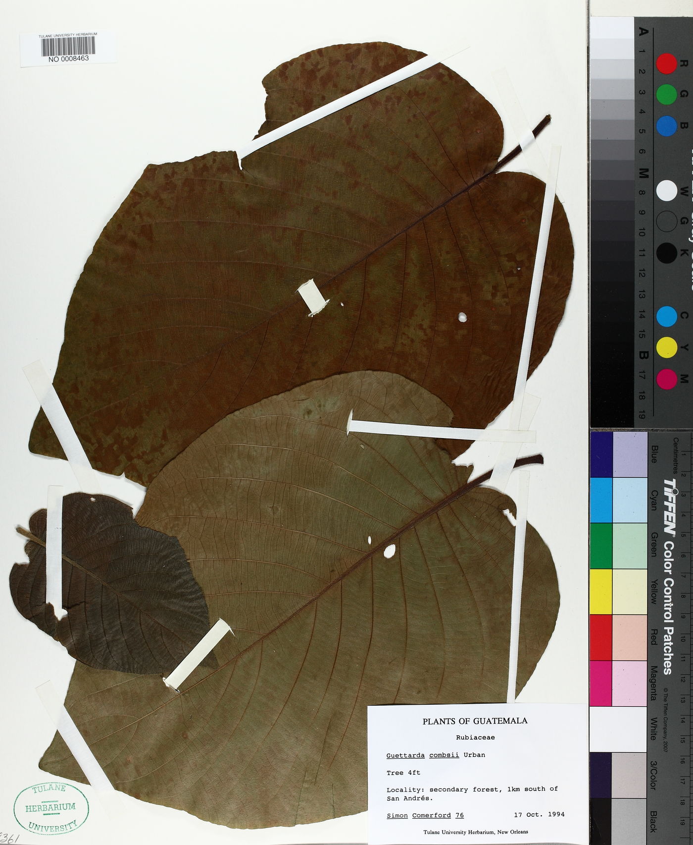Guettarda combsii image