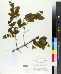 Guettarda parviflora image