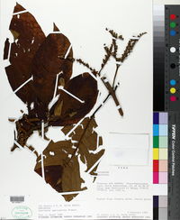 Guettarda crispiflora subsp. sabiceoides image