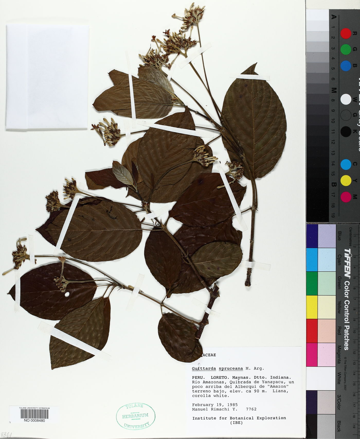 Guettarda spruceana image