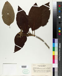 Image of Guettarda viburnoides