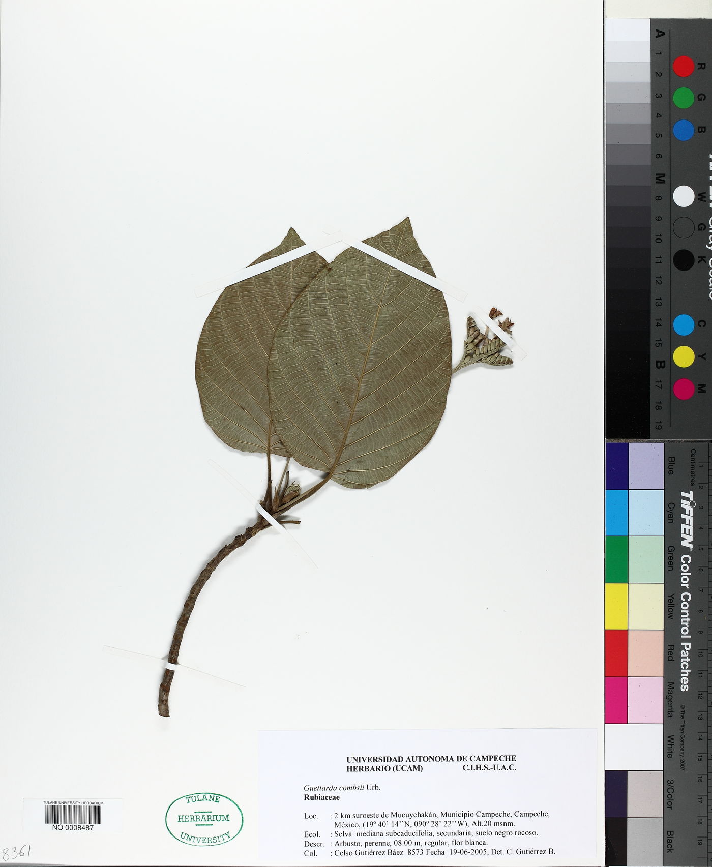 Guettarda combsii image