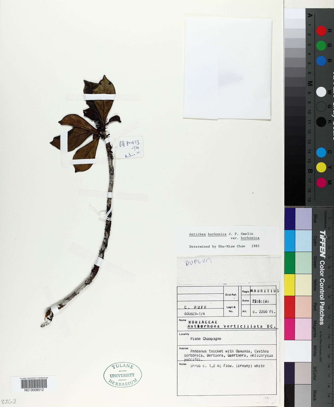 Antirhea borbonica var. borbonica image