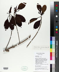 Timonius affinis var. affinis image
