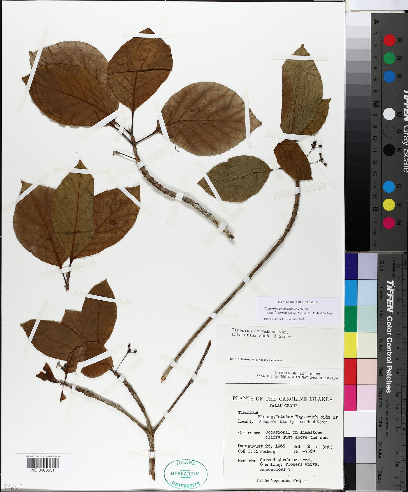 Timonius corymbosus image