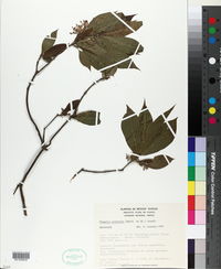 Image of Chomelia protracta