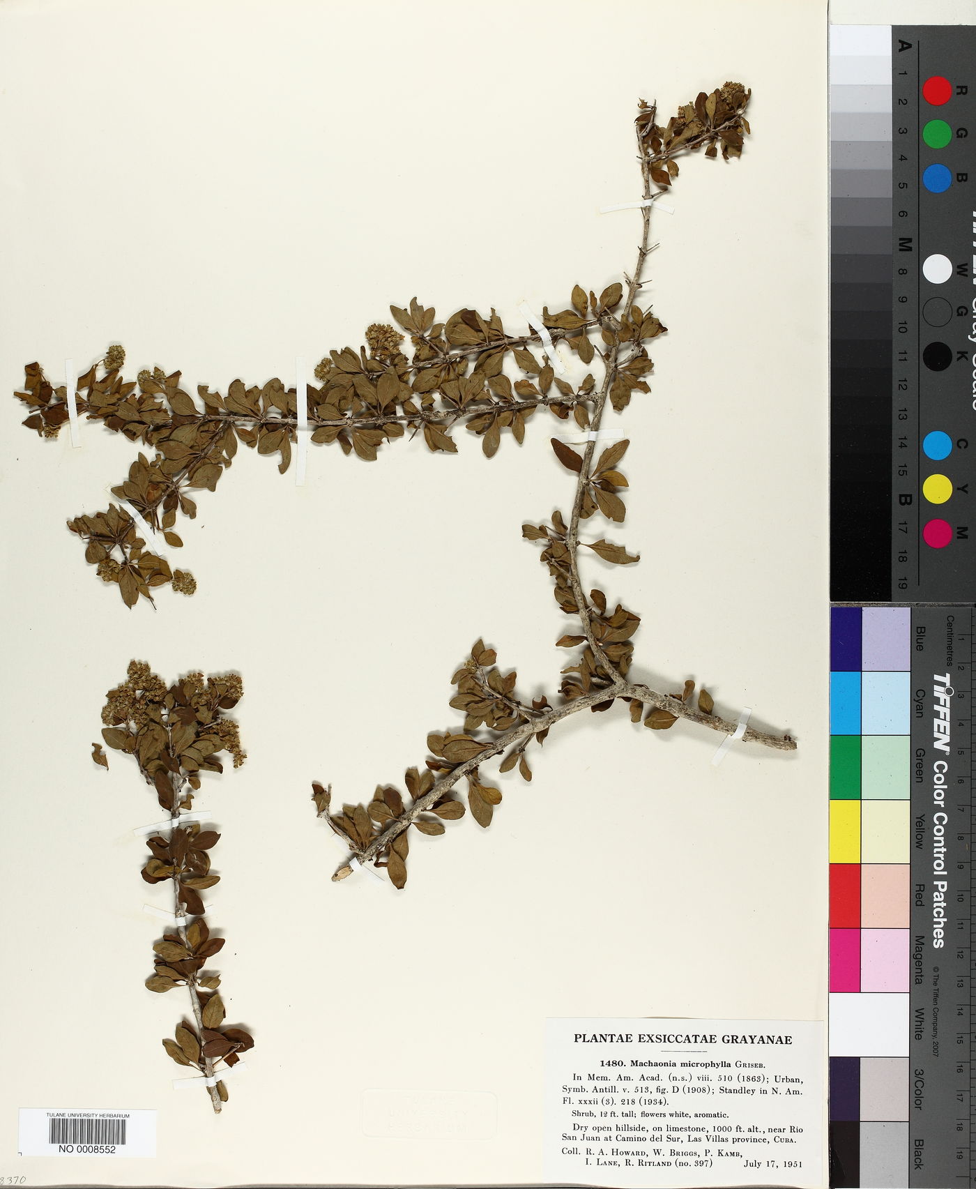 Machaonia microphylla image