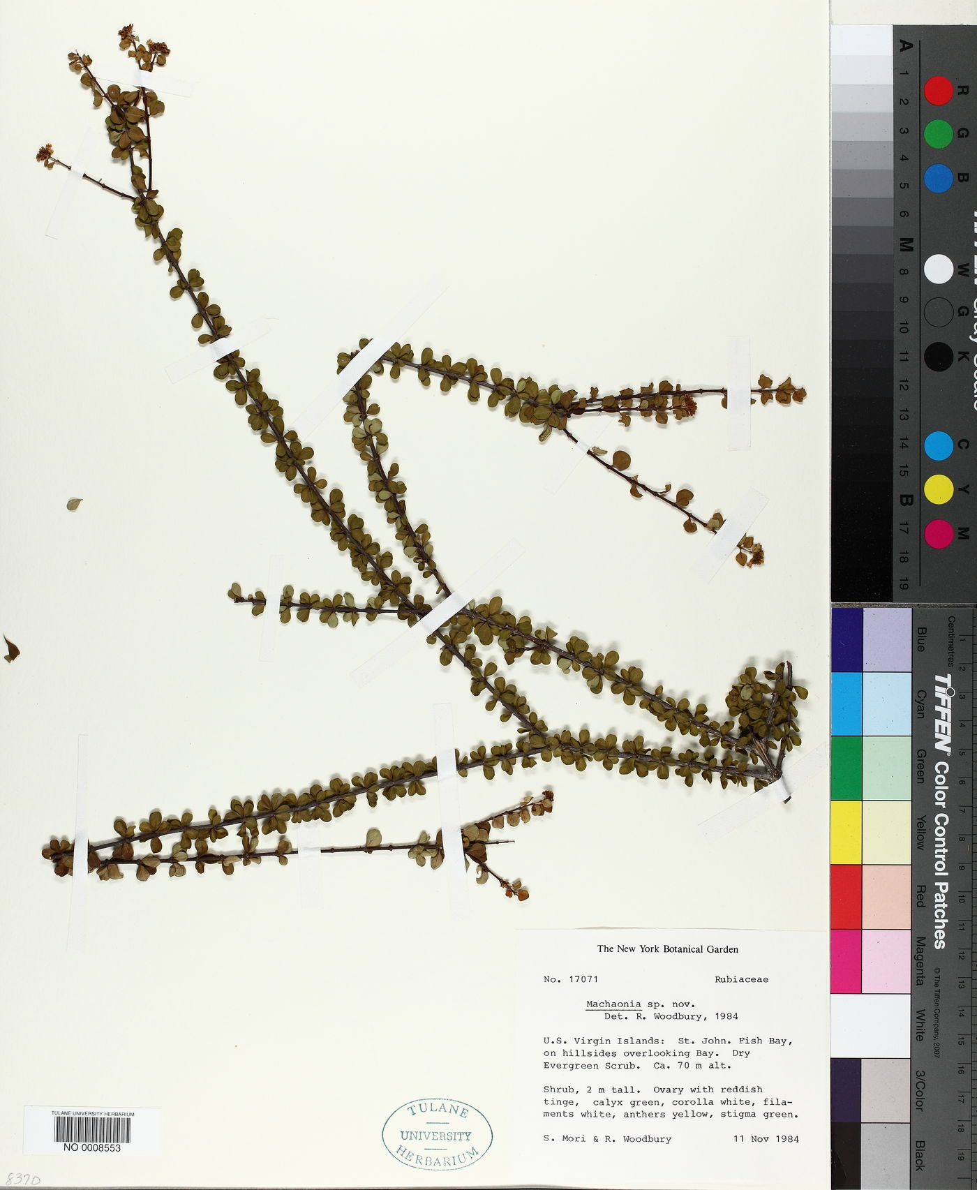 Machaonia woodburyana image
