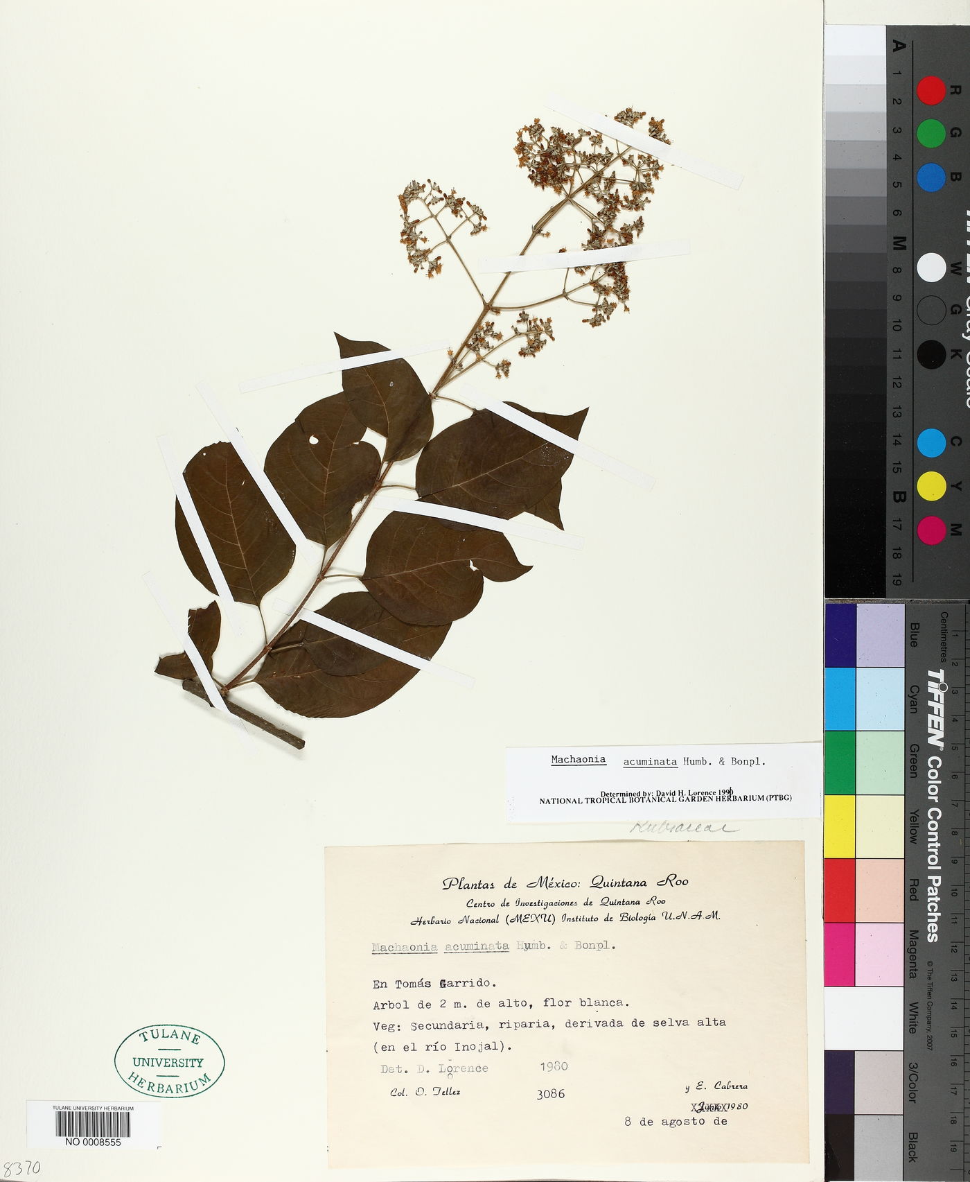 Machaonia acuminata image
