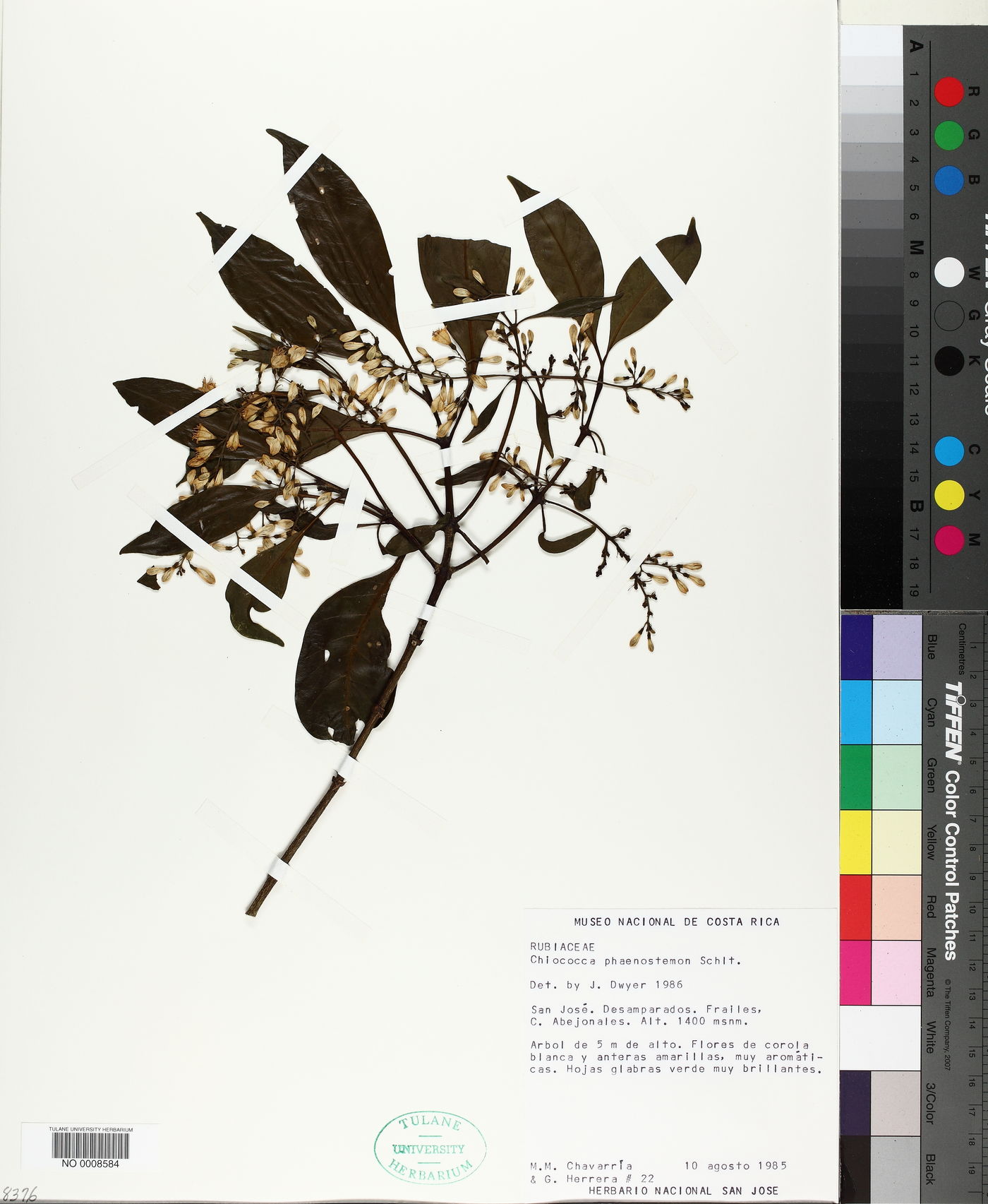 Chiococca phaenostemon image