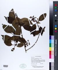 Chiococca pachyphylla image