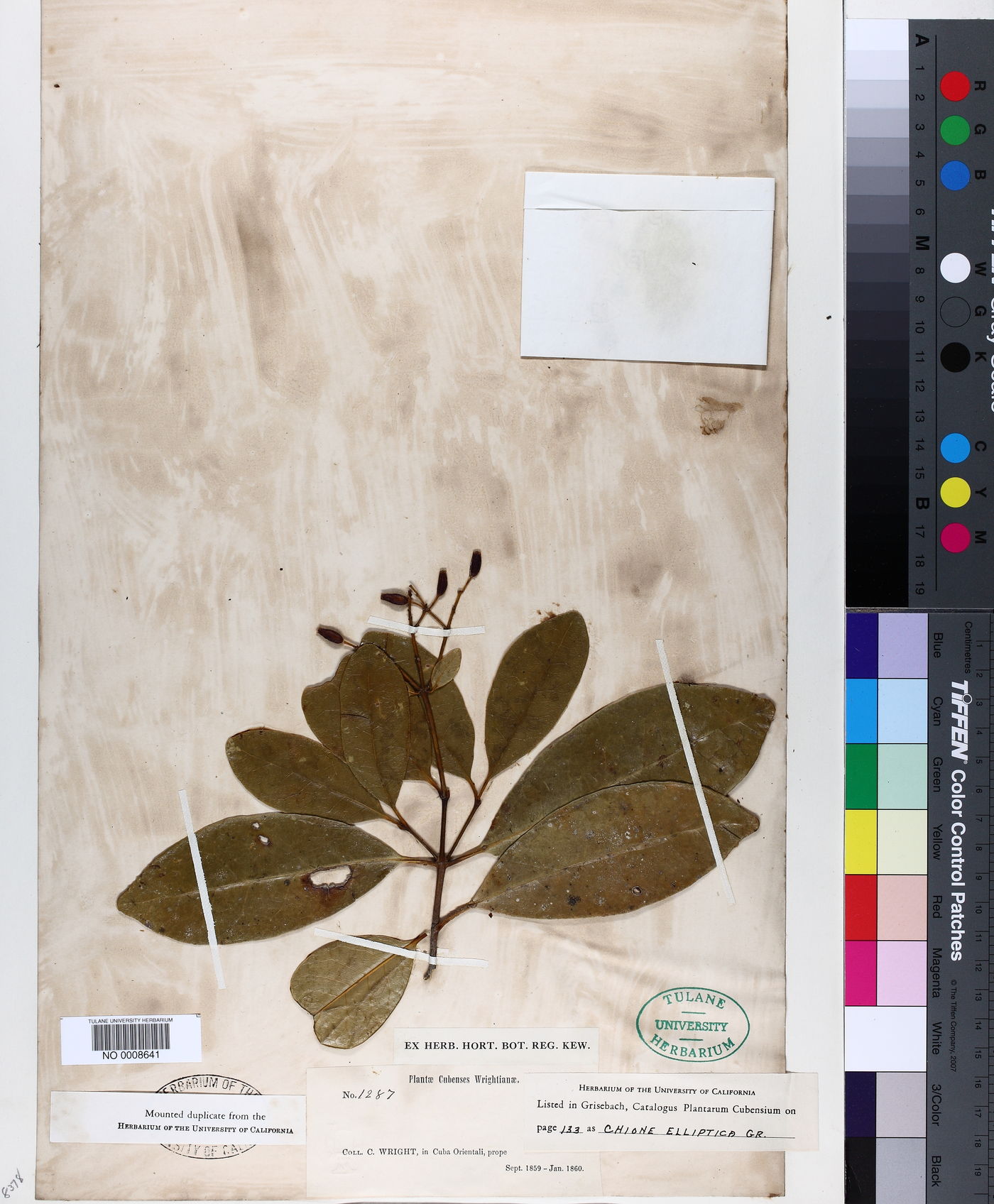 Chione venosa var. cubensis image