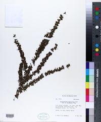Image of Scolosanthus versicolor