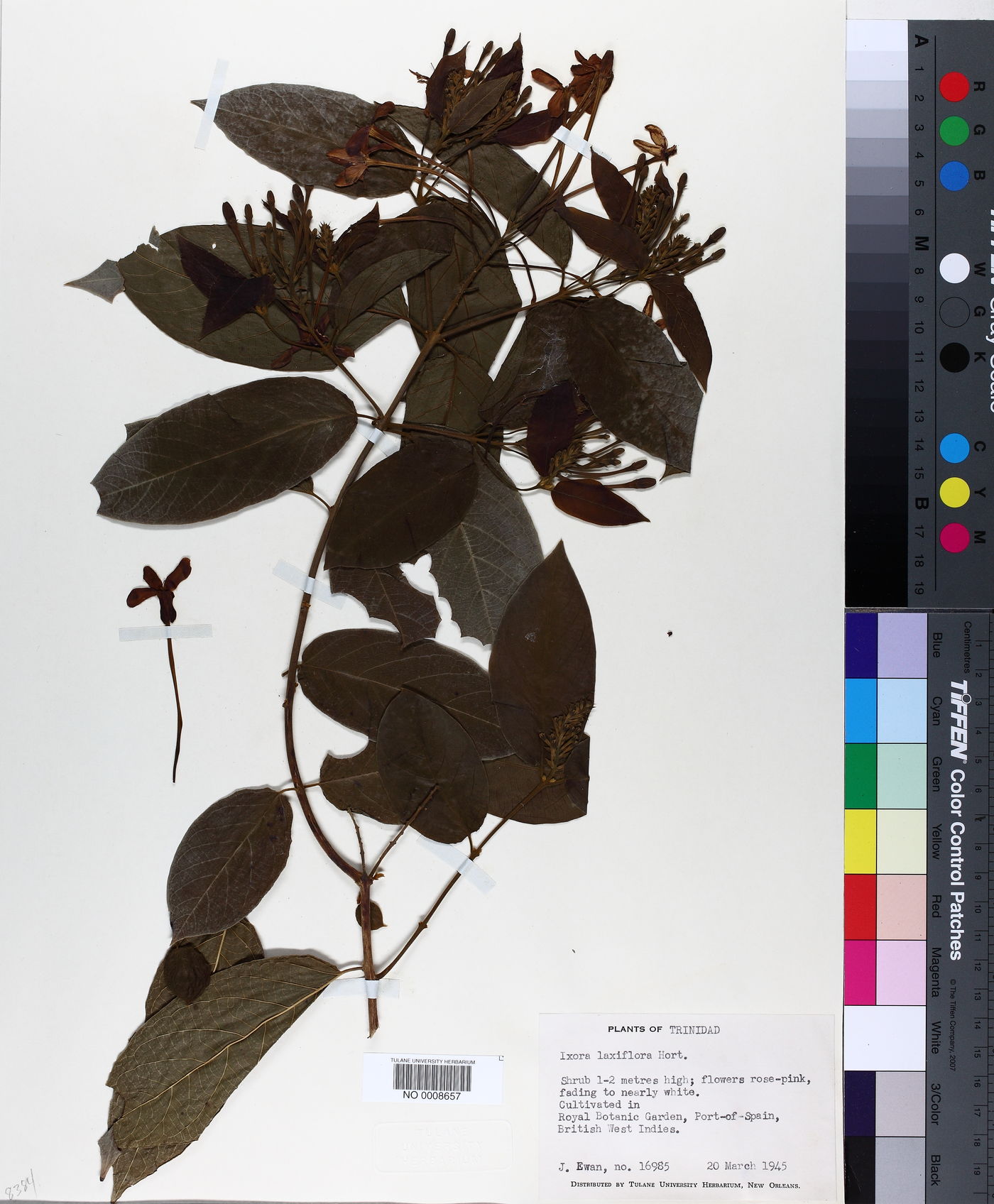 Ixora laxiflora image