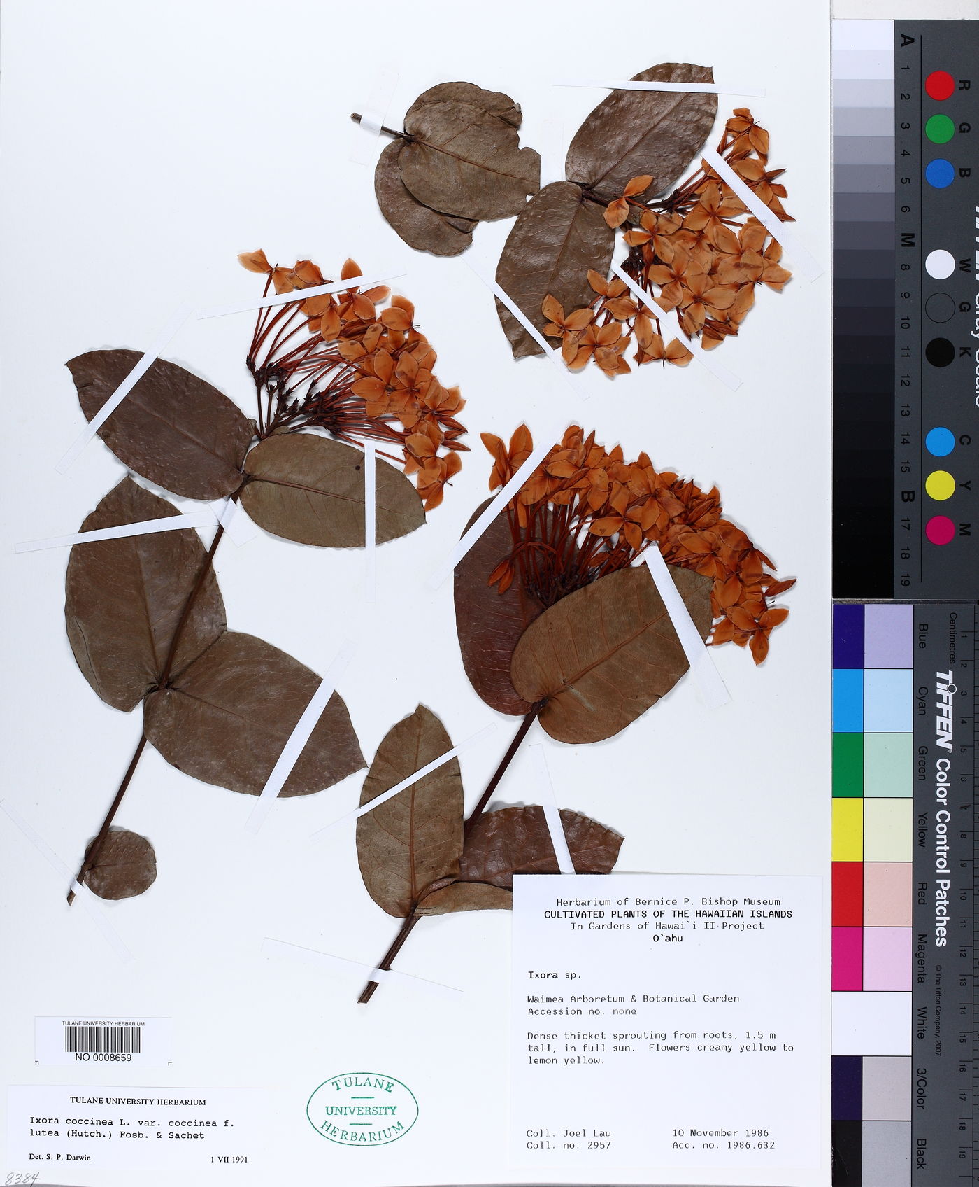 Ixora coccinea image