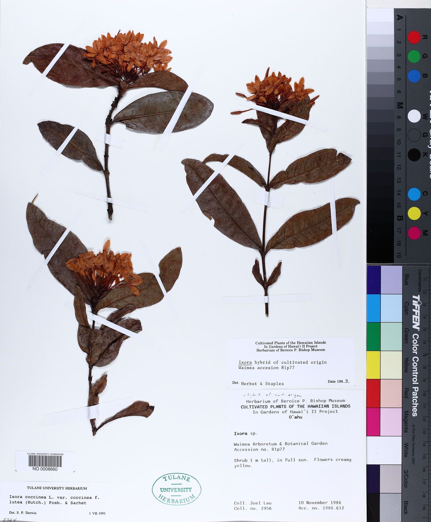 Ixora coccinea var. coccinea image
