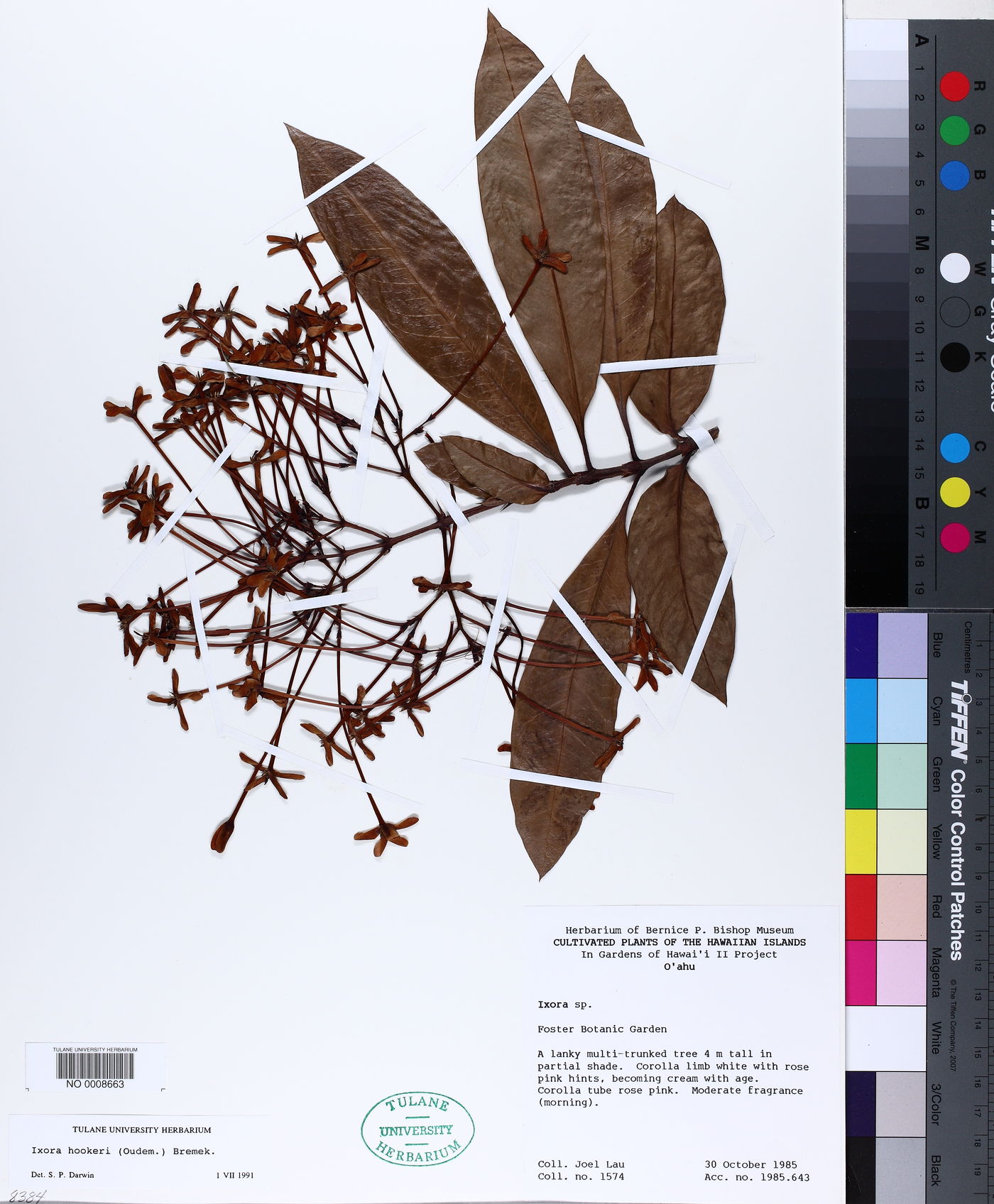 Ixora hookeri image