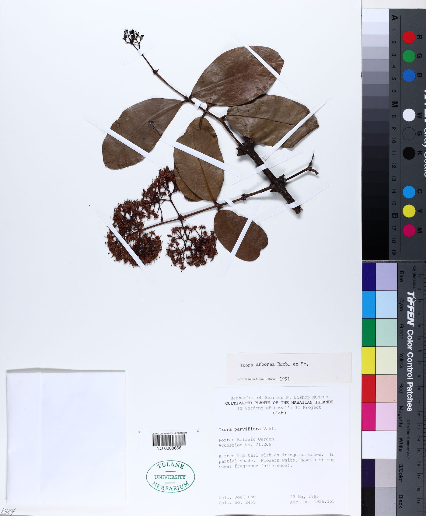 Ixora arborea image