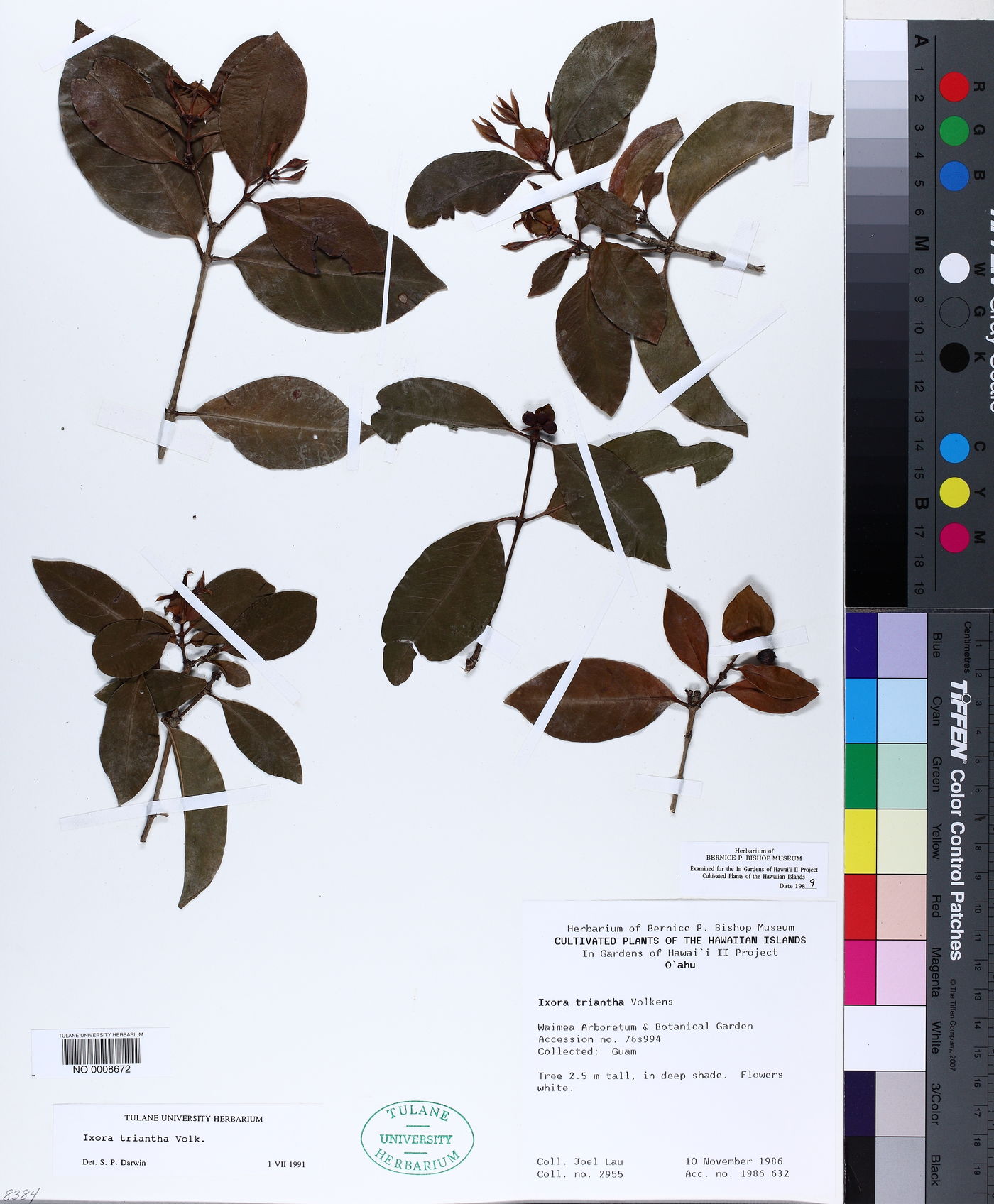Ixora triantha image