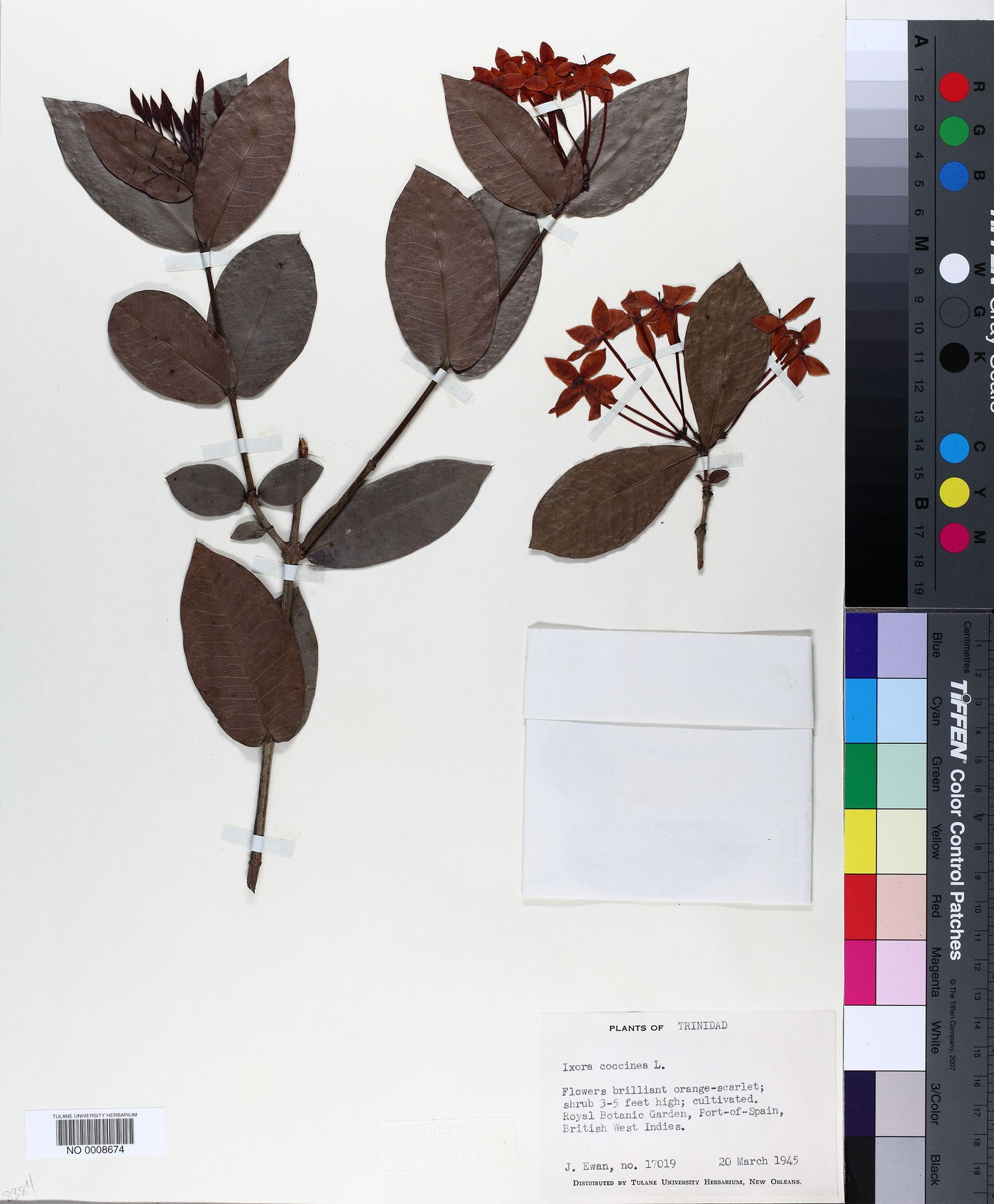 Ixora coccinea image