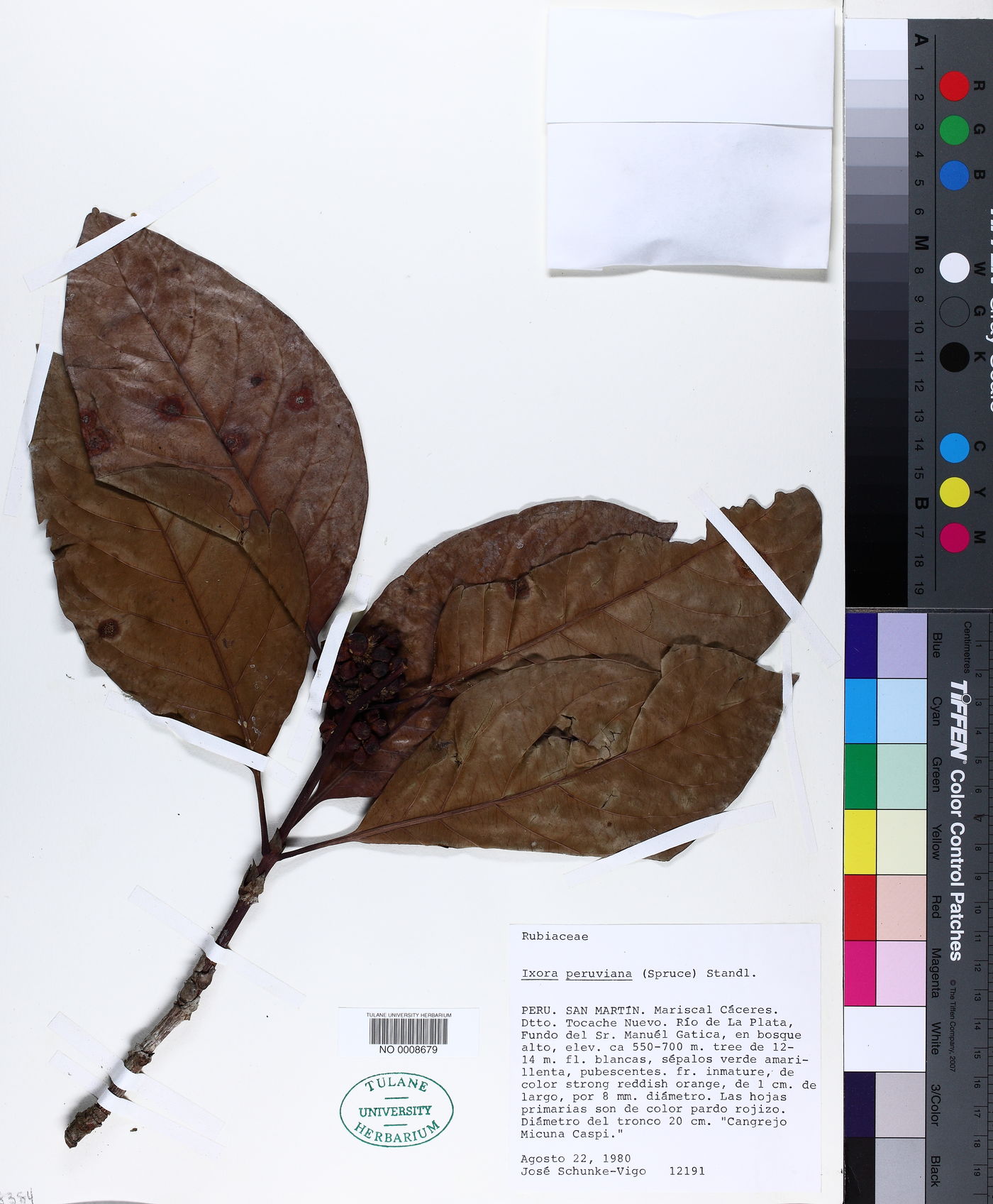 Ixora peruviana image