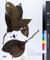 Image of Rudgea verticillata