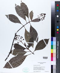 Psychotria carthagenensis image