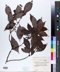 Image of Psychotria bahamensis
