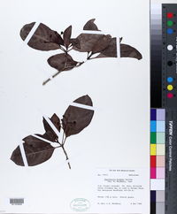 Image of Psychotria brownei