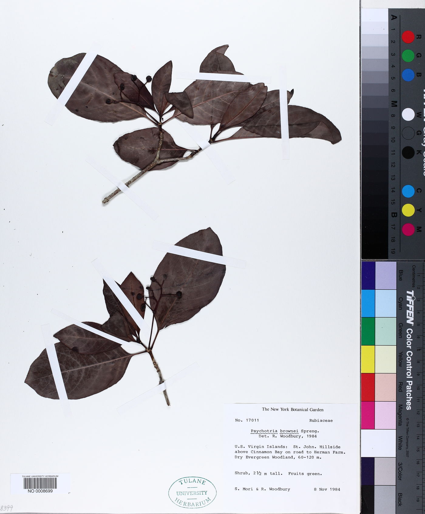 Psychotria brownei image