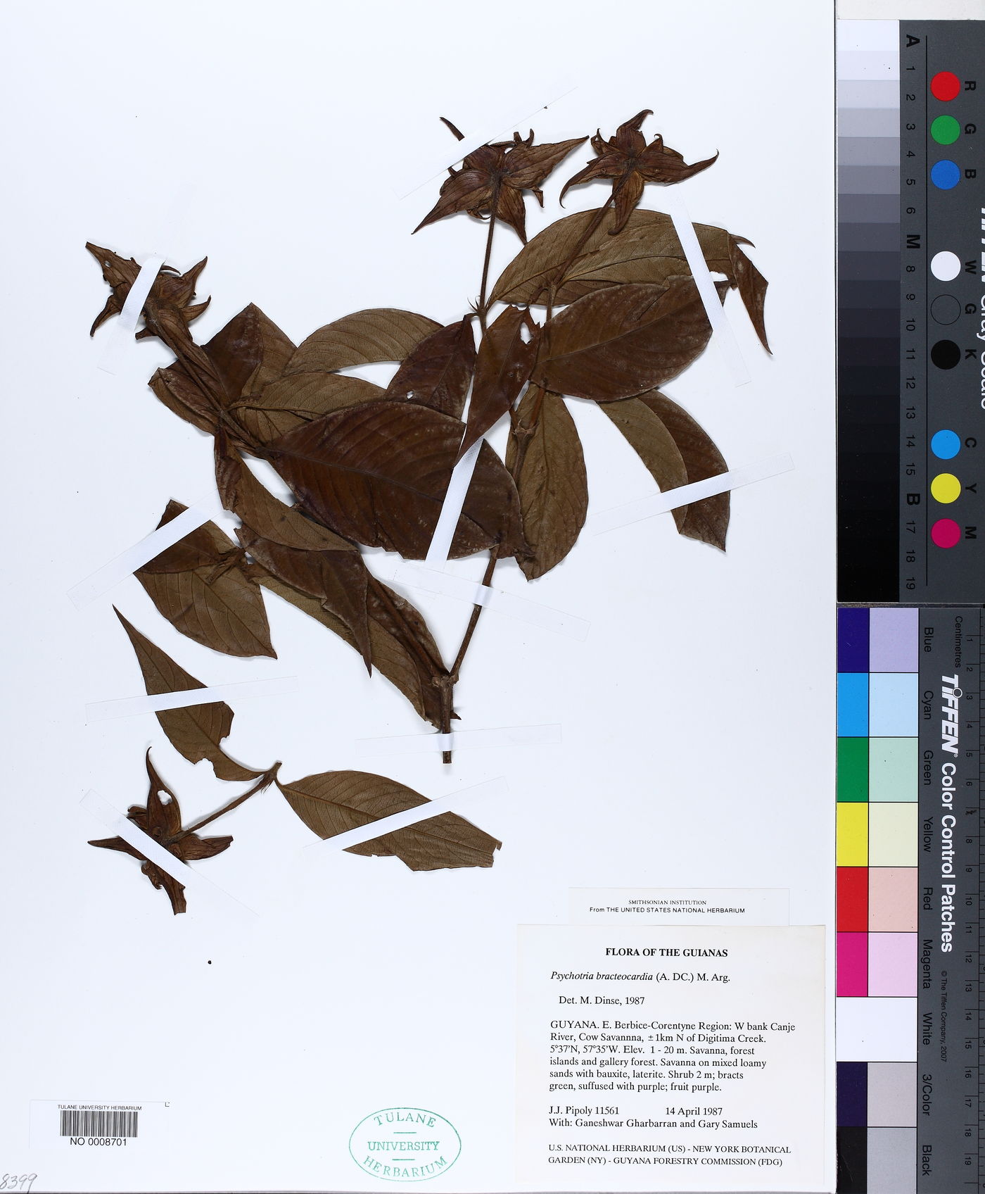 Psychotria bracteocardia image