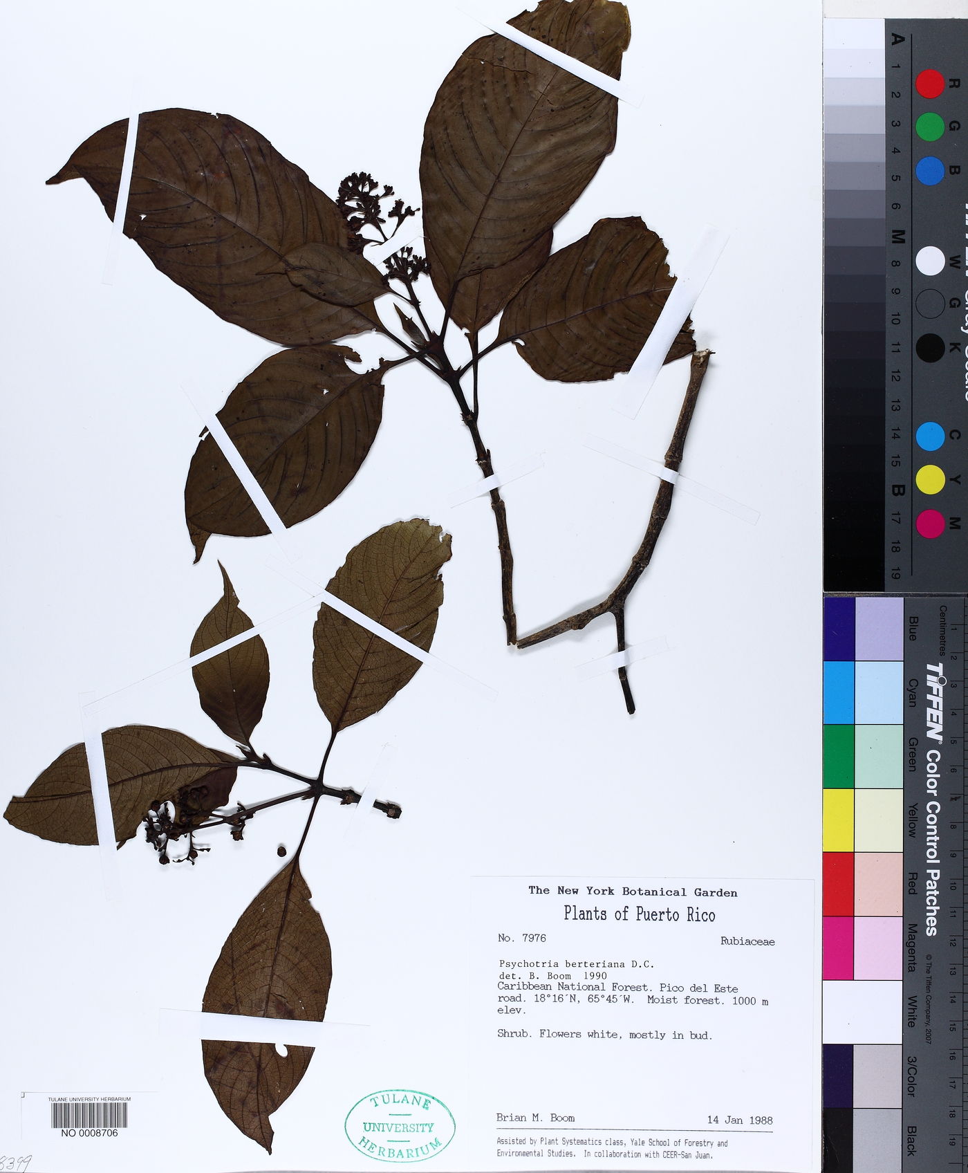 Psychotria berteriana image