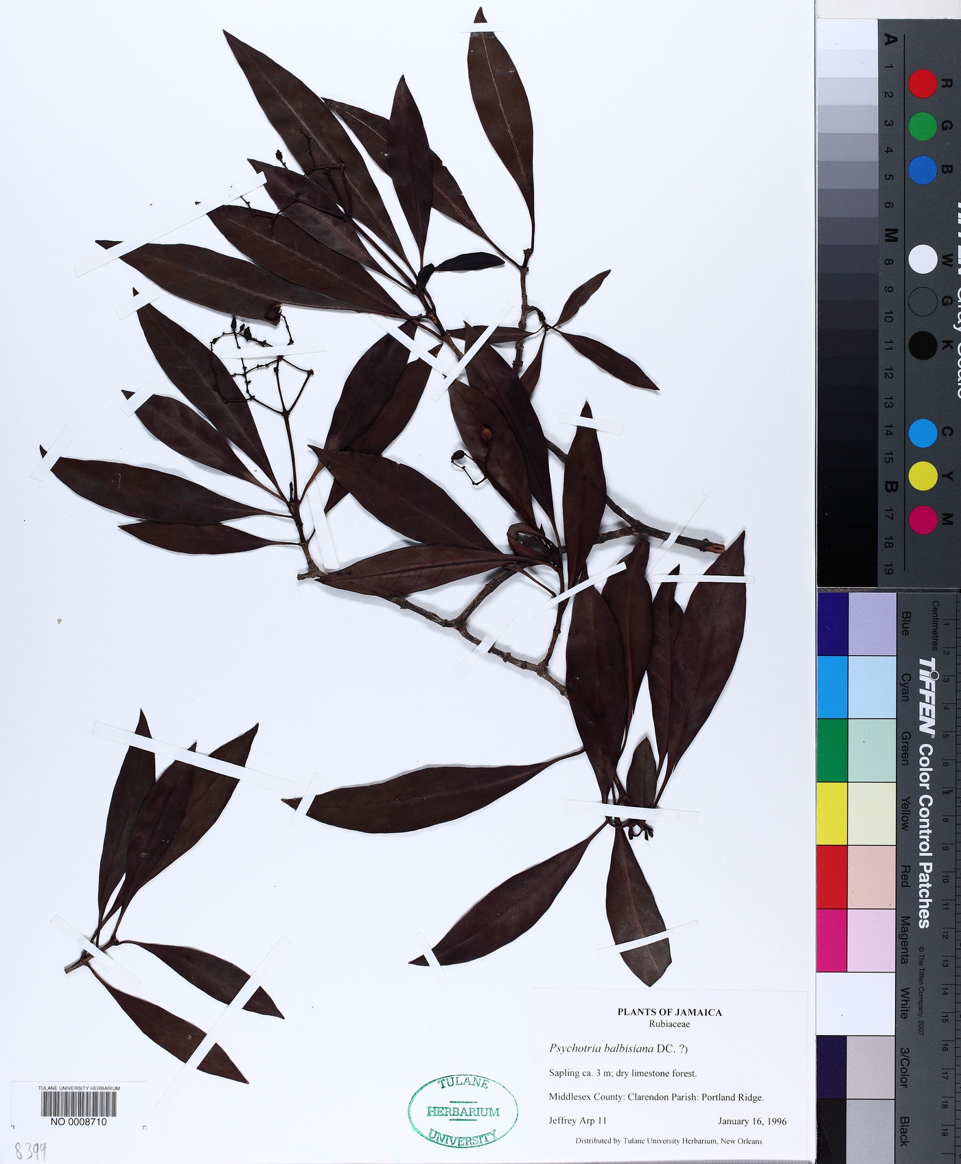 Psychotria balbisiana image