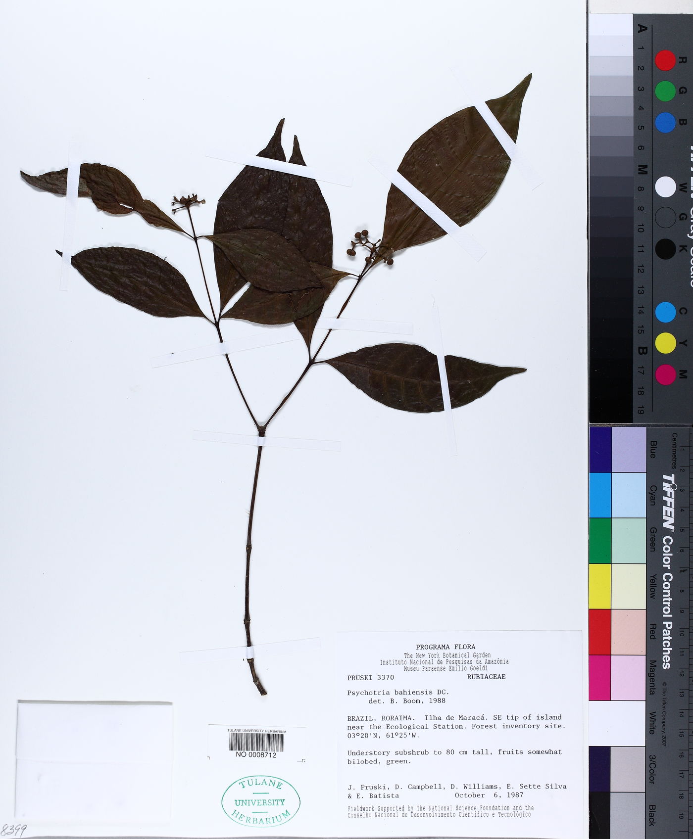 Psychotria bahiensis image