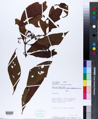 Image of Psychotria acuminata