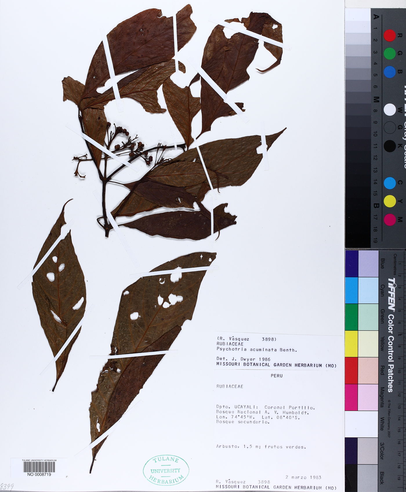 Palicourea didymocarpos image
